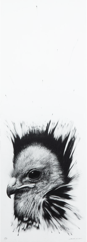 Cabeza de aguilucho por Rafael Cauduro