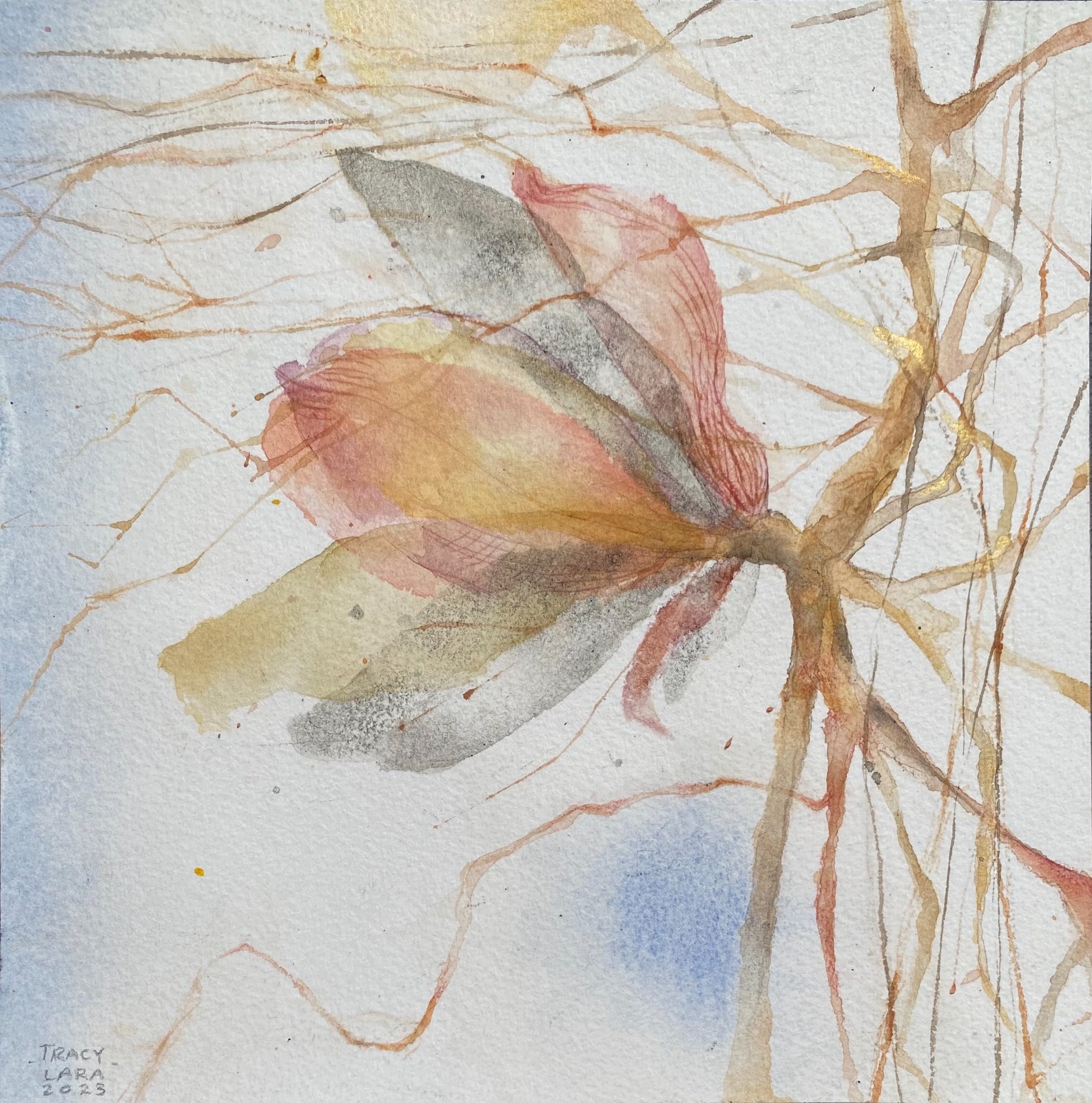 Entre brotes y floración IV por Tracy Lara