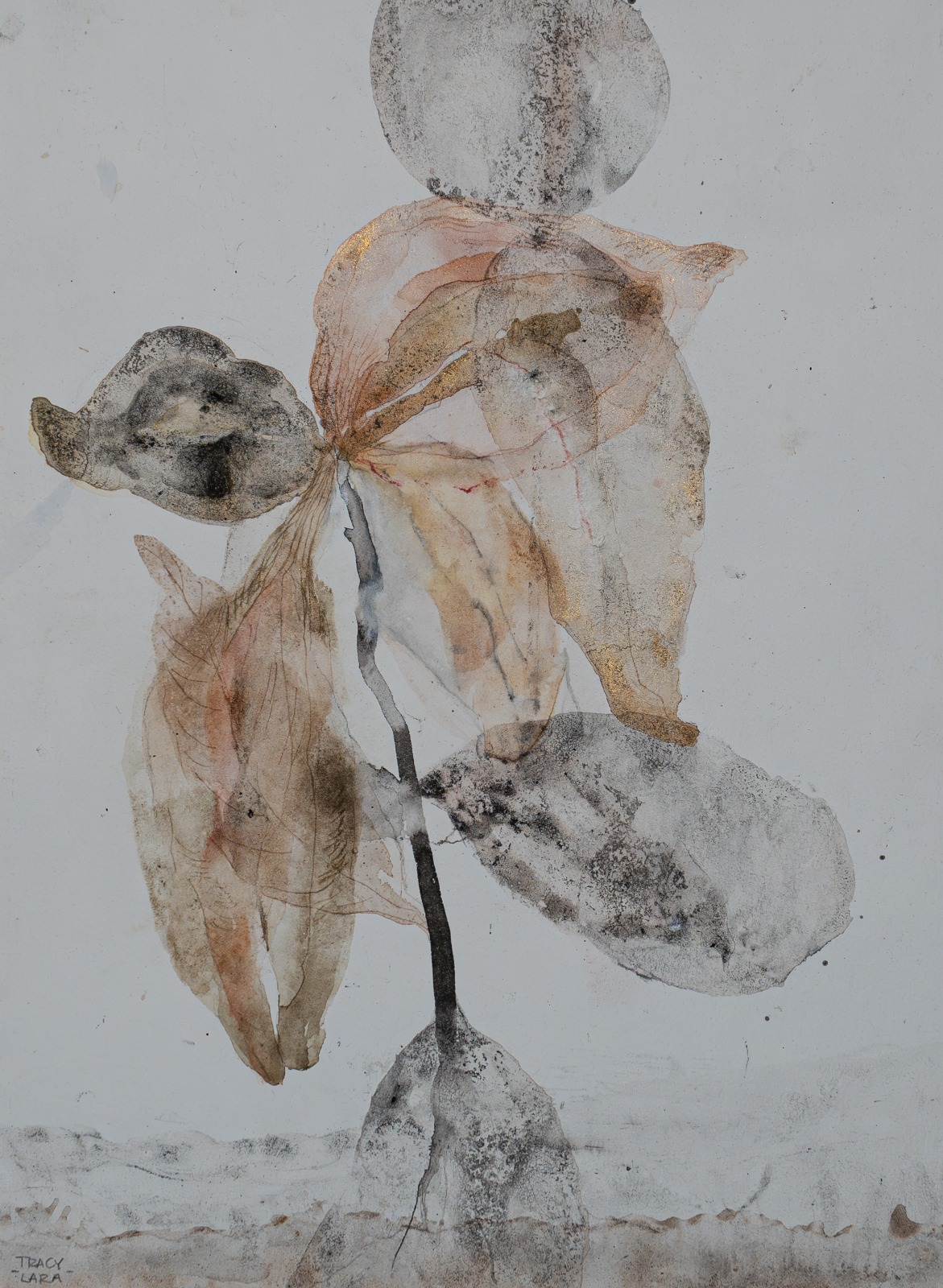 Flor abierta 59 por Tracy Lara