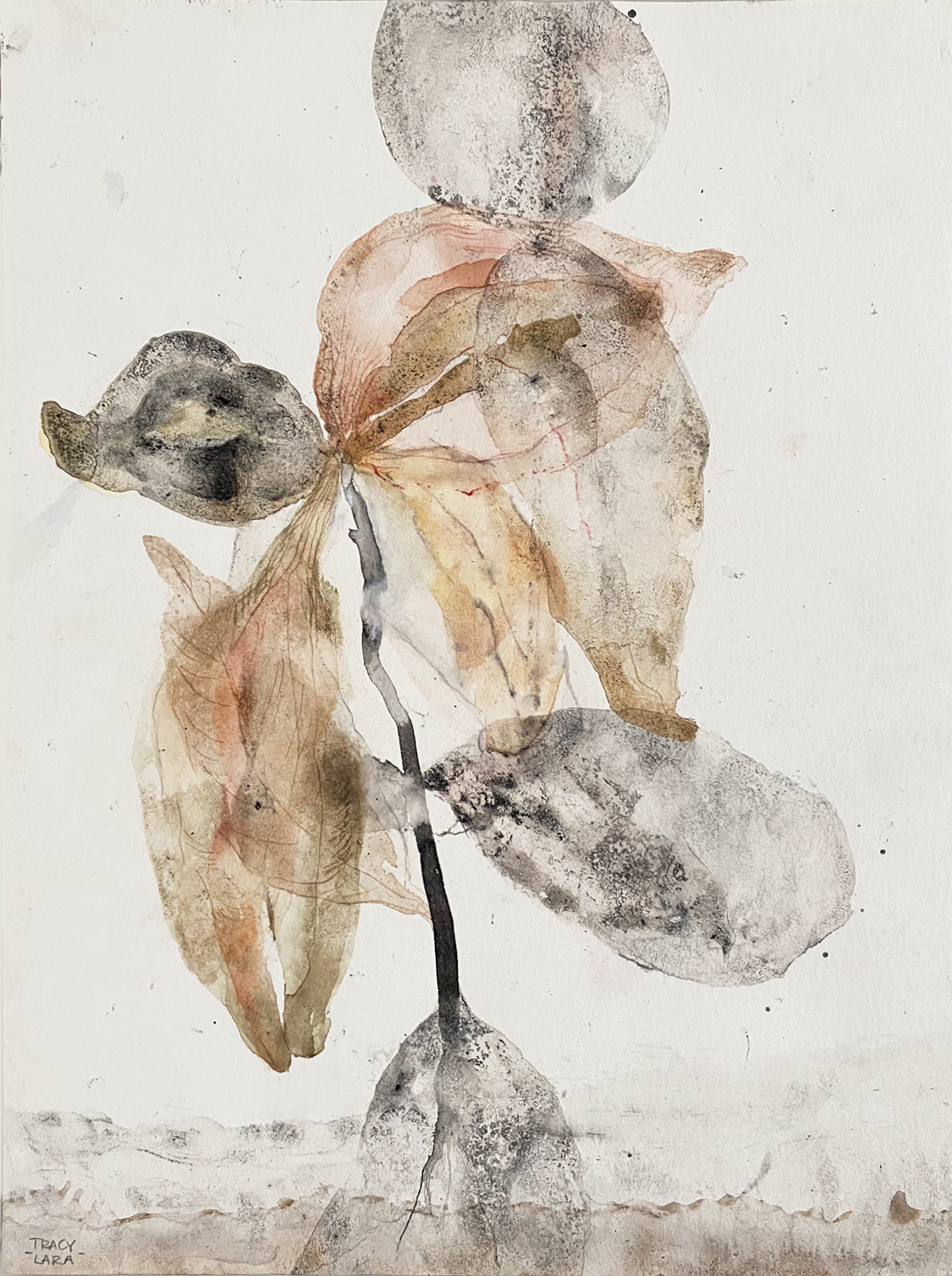 Flor abierta 59 por Tracy Lara