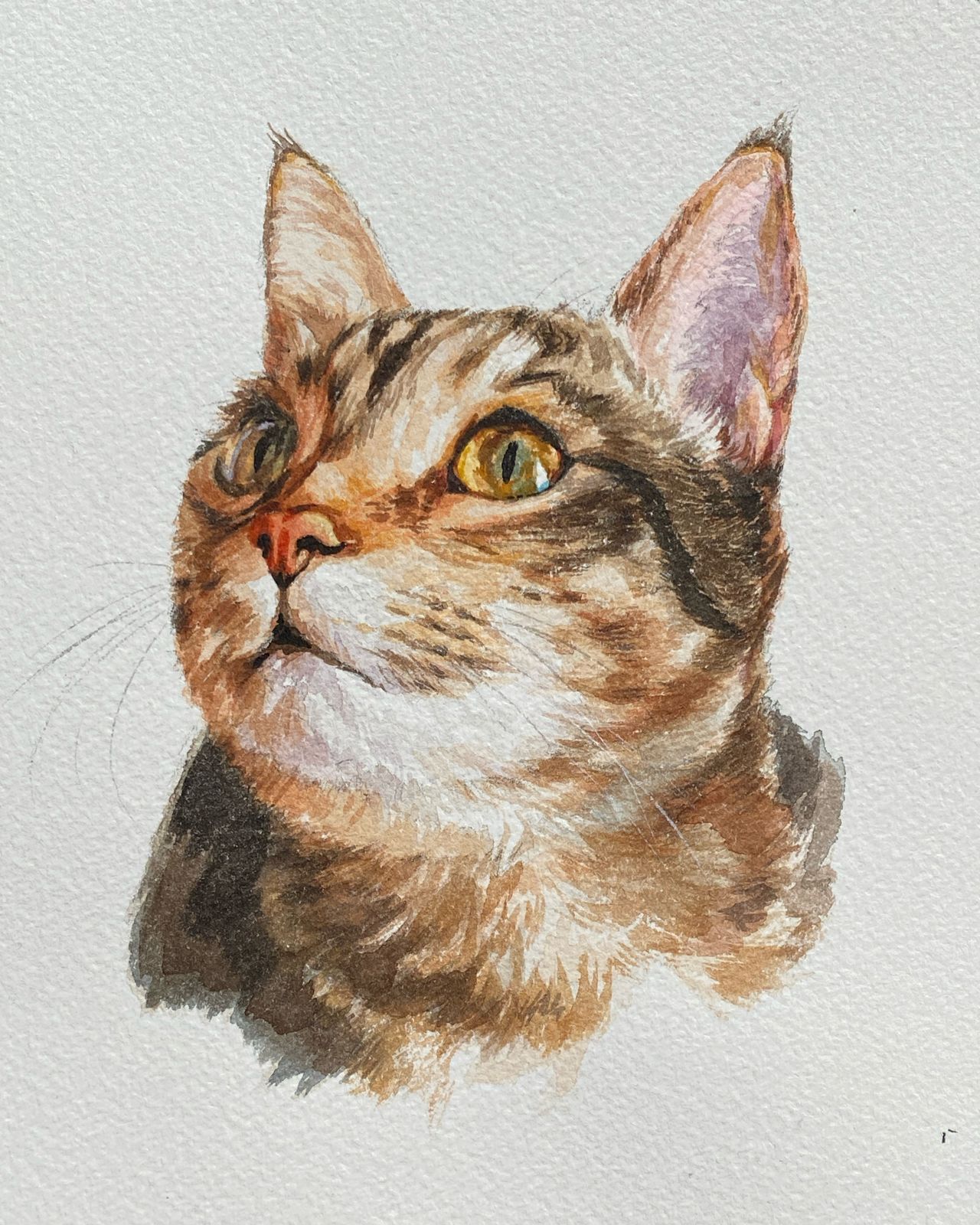 Gato 2 por Oliver Flores